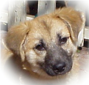 Korkie at the shelter, befor adoption.